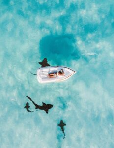 Hajer under en gummibåd