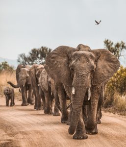 Elefanter på vej ned af en vej -en unge nudges på rette vej